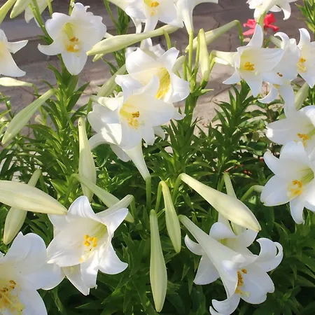 House Panorama Sea View