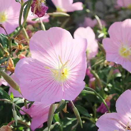 House Panorama Sea View Apartment Néos Marmarás