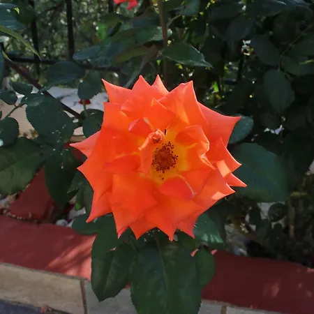 House Panorama Sea View *